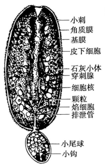 可怕！大脑居然也会生虫？