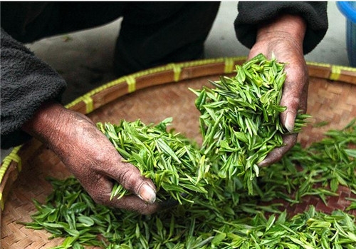 绿茶粉的功效与作用 抗菌消炎防感冒