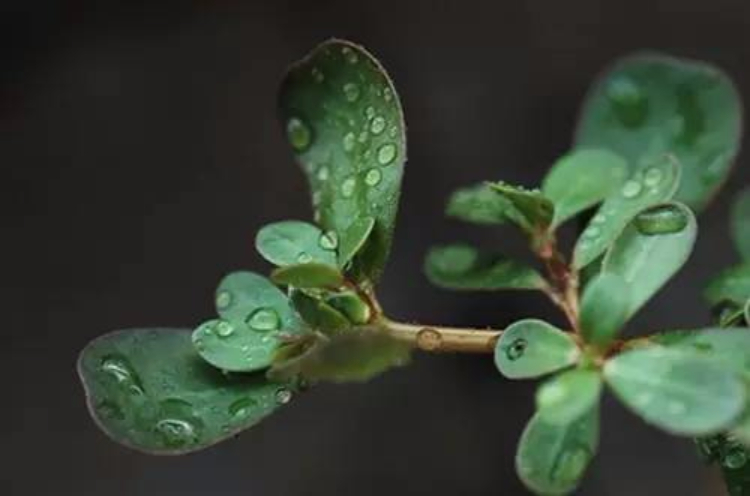 这种野菜是“白发克星”!郊外随处可见,可惜人们都扔了… 这种野菜是“白发克星”!郊外随处可见,可惜人们都扔了…