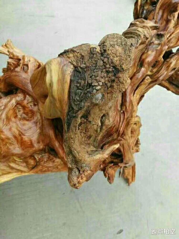 麒麟献宝(五灵脂)