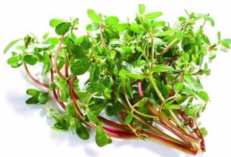 这种野菜是“白发克星”!郊外随处可见,可惜人们都扔了… 这种野菜是“白发克星”!郊外随处可见,可惜人们都扔了…