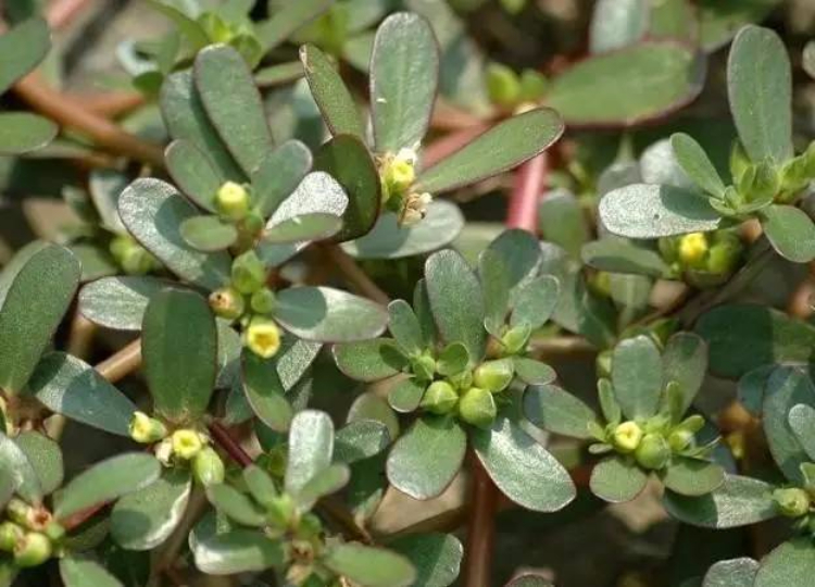 这种野菜是“白发克星”!郊外随处可见,可惜人们都扔了… 这种野菜是“白发克星”!郊外随处可见,可惜人们都扔了…