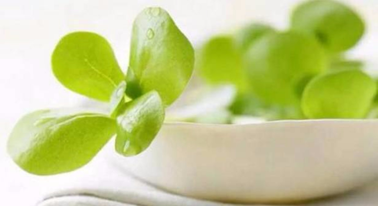 这种野菜是“白发克星”!郊外随处可见,可惜人们都扔了… 这种野菜是“白发克星”!郊外随处可见,可惜人们都扔了…