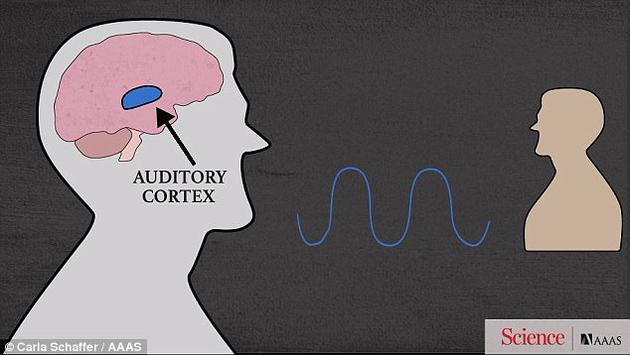 人脑是如何听懂讽刺的？科学家找到理解音调关键脑区