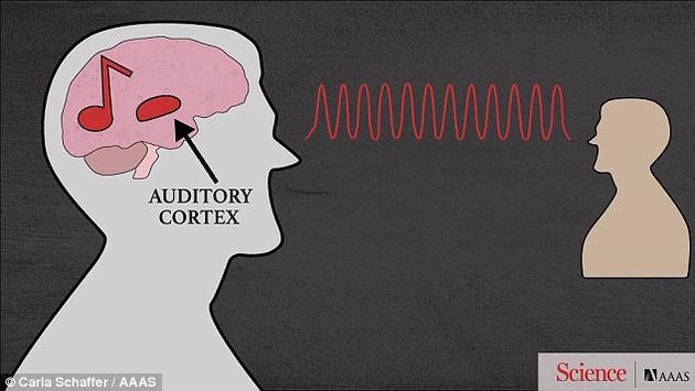 人脑是如何听懂讽刺的？科学家找到理解音调关键脑区