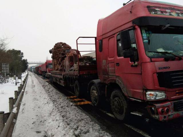 风雪兼程 网红“瑞狮”回家