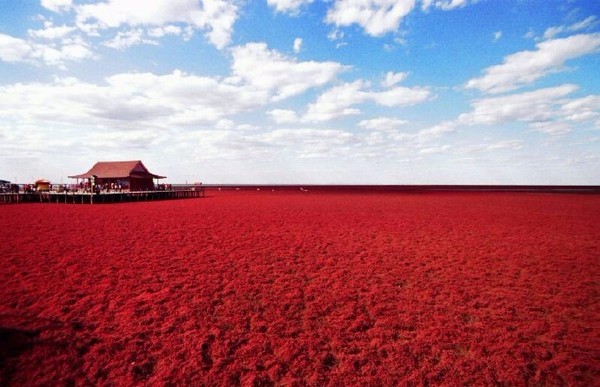 中国一大奇观—辽宁盘锦红海滩 中国一大奇观—辽宁盘锦红海滩
