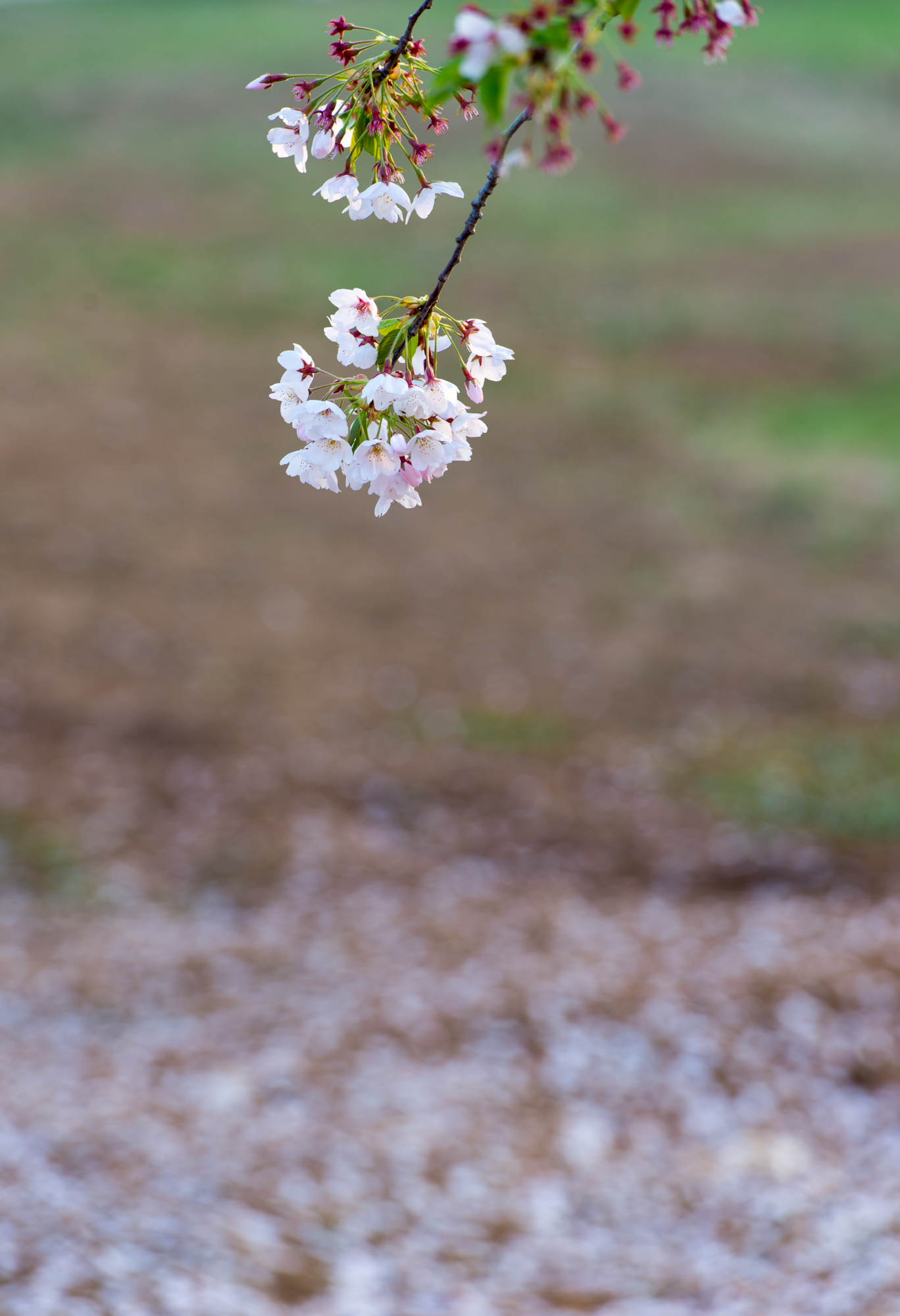 旅顺，让我们一起走进那浪漫的樱花雨