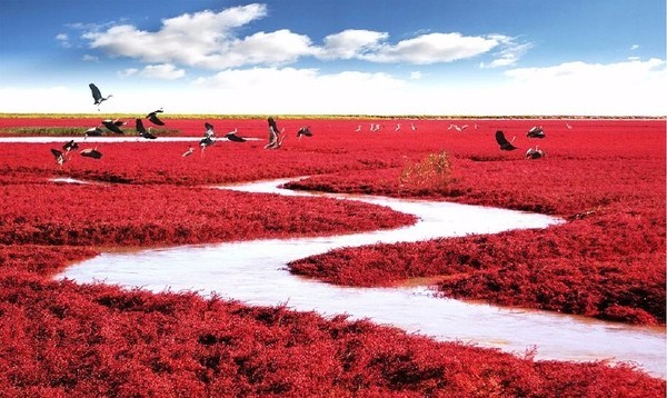 中国一大奇观—辽宁盘锦红海滩 中国一大奇观—辽宁盘锦红海滩