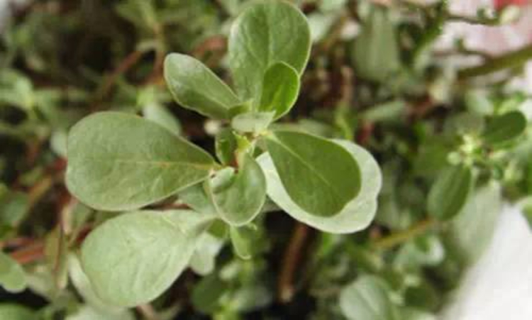 这种野菜是“白发克星”!郊外随处可见,可惜人们都扔了… 这种野菜是“白发克星”!郊外随处可见,可惜人们都扔了…