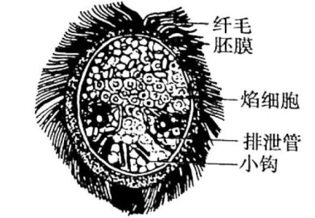 可怕！大脑居然也会生虫？