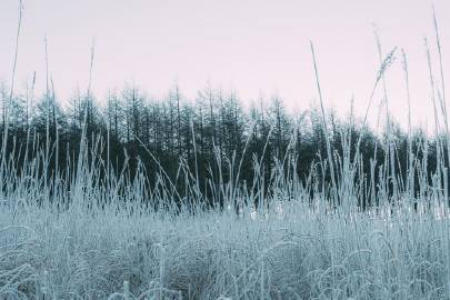 雪 | coji_n