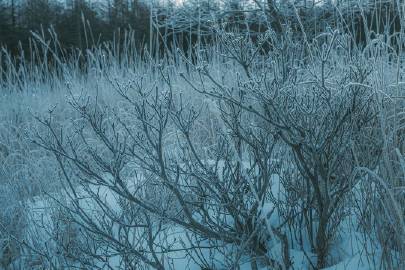 雪 | coji_n