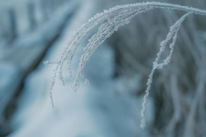雪 | coji_n