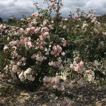 beautiful life | fjura_ ​​​