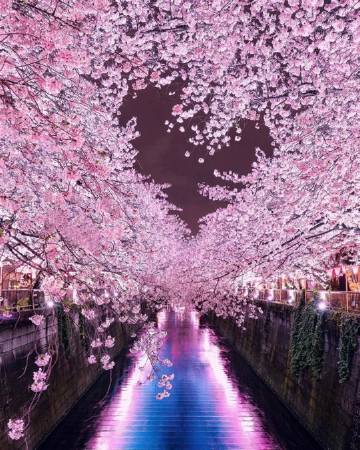夜间樱花?ins:number_shiiix