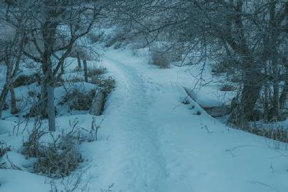 雪 | coji_n